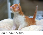 A ginger and white kitten stands on a soft light blanket and looks up with interest. Its tail is up, its fur is slightly ruffled, and its ears are alert. The kitten looks curious and active, as if it has just noticed something new. The background is blurred, the focus is on the kitten and its lively expression. Ideal for themes related to childish animal playfulness, exploring the world, and home comfort. Стоковое фото, фотограф Анна Кривицкая / Фотобанк Лори