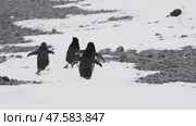Adelie Penguins walk along beach. Стоковое видео, видеограф Vladimir / Фотобанк Лори