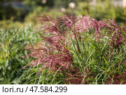 Miscanthus sinensis, Мискантус китайский. Стоковое фото, фотограф Юлия Бабкина / Фотобанк Лори