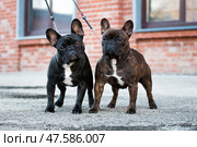 Two female french bulldogs on leashes. Стоковое фото, фотограф Екатерина Горохова / Фотобанк Лори