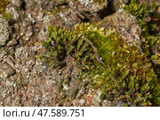 Moss grows on the trunk of an old rotting tree. Orthotrichum is a genus of moss–like mosses in the Orthotrichaceae family. It is distributed all over the world. Spring. Стоковое фото, фотограф Андрей Жигальцов / Фотобанк Лори