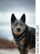 Portrait of a gray dog breed healer. Стоковое фото, фотограф Екатерина Горохова / Фотобанк Лори
