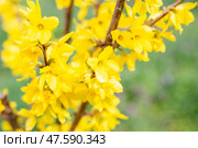 Bright yellow forsythia flowers on a bush on a spring day, close-up, blurred focus. Ornamental shrub. Стоковое фото, фотограф Коханова Наталья / Фотобанк Лори