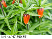 Flowers of the imperial fritillary with raindrops on the leaves. Orange flower buds among green foliage. Lawn decoration. Стоковое фото, фотограф Коханова Наталья / Фотобанк Лори
