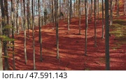 Bright autumn forest in sunny day. Стоковое видео, видеограф Михаил Коханчиков / Фотобанк Лори