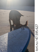 A dog is standing beside a surfboard on the sandy beach shoreline. Стоковое фото, фотограф Женя Канашкин / Фотобанк Лори