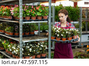Middle-aged saleswoman arranging garden-pots with begonia. Стоковое фото, фотограф Яков Филимонов / Фотобанк Лори