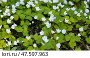 White Oxalis blooms in the forest in spring. View using the slider. Стоковое фото, фотограф Mikhail Davidovich / Фотобанк Лори