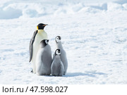 Emperor Penguin with three chicks in Antarctica. Стоковое фото, фотограф Vladimir / Фотобанк Лори