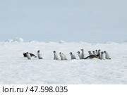 Emperor Penguins with chicks in Antarctica. Стоковое фото, фотограф Vladimir / Фотобанк Лори