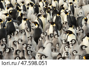 Colony of emperor penguins at Snow Hill Island, Weddell Sea, Antarctica, Polar Regions. Стоковое фото, фотограф Vladimir / Фотобанк Лори