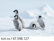 Emperor Penguin chicks, grouped together looking in different directions. Snow Hill Emperor Penguin Colony, Antarctica. Стоковое фото, фотограф Vladimir / Фотобанк Лори