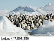 Colony of emperor penguins at Snow Hill Island, Weddell Sea, Antarctica, Polar Regions. Стоковое фото, фотограф Vladimir / Фотобанк Лори
