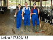 Women and senior man employees of livestock farm stands under shed in cowshed. Стоковое фото, фотограф Яков Филимонов / Фотобанк Лори