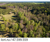 Green woodland, central Russia. Стоковое фото, фотограф Яков Филимонов / Фотобанк Лори