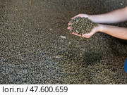 Closeup of handful of granulated rapeseed meal in male hands. Стоковое фото, фотограф Яков Филимонов / Фотобанк Лори