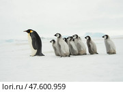 Emperor Penguins with chicks in Antarctica. Стоковое фото, фотограф Vladimir / Фотобанк Лори