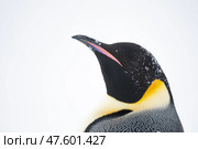 Emperor penguin. isolated on white background. Стоковое фото, фотограф Vladimir / Фотобанк Лори