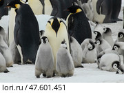 Colony of emperor penguins at Snow Hill Island, Weddell Sea, Antarctica, Polar Regions. Стоковое фото, фотограф Vladimir / Фотобанк Лори
