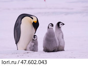Emperor Penguin with three chicks in Antarctica. Стоковое фото, фотограф Vladimir / Фотобанк Лори