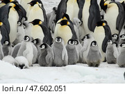 Colony of emperor penguins at Snow Hill Island, Weddell Sea, Antarctica, Polar Regions. Стоковое фото, фотограф Vladimir / Фотобанк Лори