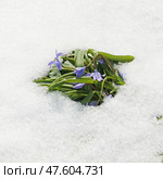 First spring flowers. Scilla siberica, Siberian squill or wood squill, species of flowering plant in family Asparagaceae, among snow. Стоковое фото, фотограф Валерия Попова / Фотобанк Лори