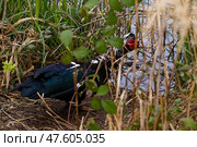 Мускусная утка на природе. Стоковое фото, фотограф Александр Селезнев / Фотобанк Лори