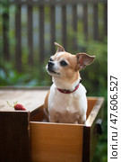 Chihuahua dog sits in a drawer of a dresser. Стоковое фото, фотограф Екатерина Горохова / Фотобанк Лори