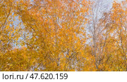 Autumn birch trees with yellow leaves.  Seasonal weather. Picturesque nature in a birch grove. Panoramic. Стоковое видео, видеограф Дмитрий Кобзев / Фотобанк Лори