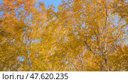 Autumn birch trees with yellow leaves against the blue sky.  Seasonal weather. Picturesque nature in a birch grove. Стоковое видео, видеограф Дмитрий Кобзев / Фотобанк Лори