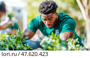 Community Gardening: African-American man planting seedlings with team, green environment stewardship effort. Стоковое AI-изображение, AI-художник Данила Большаков / Фотобанк Лори