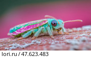 Jewel Bug Close-Up: Vibrant Microcosm of Colors and Textures, Macro World Insect Portrait. Стоковое AI-изображение, AI-художник Данила Большаков / Фотобанк Лори