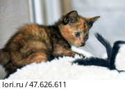 A tortoiseshell kitten with bright green eyes watches another kitten's moving black tail. He lies on a white fluffy blanket, all tense, ready to jump or play. His gaze is focused, his whiskers are directed forward, which emphasizes his interest and hunting instinct. This scene is full of dynamics and childish playfulness, reflecting the natural behavior of small kittens. Стоковое фото, фотограф Анна Кривицкая / Фотобанк Лори