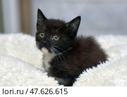 A charming black and white kitten nestles comfortably on a soft white blanket. His expressive yellow eyes are full of curiosity and trust. His thin white whiskers contrast beautifully with his dark face. The warm, calm atmosphere of the frame emphasizes the homeliness and tenderness of the moment. The photo perfectly conveys a feeling of comfort, safety and love, ideal for the theme of caring for animals and pets. Стоковое фото, фотограф Анна Кривицкая / Фотобанк Лори