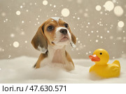 Cute beagle puppy with wet fur enjoying a bubble bath with a rubber duck. Милый щенок бигля с мокрой шерстью принимает ванну с резиновой уточкой. Стоковое AI-изображение, AI-художник Katsiaryna Repich / Фотобанк Лори