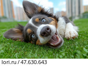 Pure youth crazy. Young Border Collie rolling on fresh green grass in a city park, dynamic, natural moment, perfect for outdoor brand visuals. Молодая бордер-колли катается по свежей зеленой траве в городском парке, динамичный, естественный момент. Стоковое AI-изображение, AI-художник Katsiaryna Repich / Фотобанк Лори