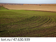 Autumn field sown before winter. Green seedlings form a striped pattern. Стоковое фото, фотограф Андреева Тамара Викторовна / Фотобанк Лори
