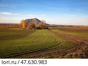 Autumn field sown before winter. Green shoots form a striped pattern against the backdrop of a solitary mountain and trees with yellow foliage. Стоковое фото, фотограф Андреева Тамара Викторовна / Фотобанк Лори