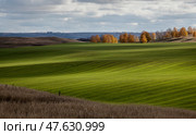 Autumn green field sown with winter crops. Стоковое фото, фотограф Андреева Тамара Викторовна / Фотобанк Лори