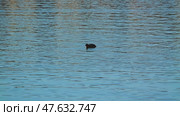 A lone black coot eats algae lifted from the bottom of the lake. The serene scene epitomizes peace and natural beauty. Стоковое видео, видеограф Воловодов Владимир / Фотобанк Лори