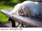 Sad dog Japanese chin on a bench. Стоковое фото, фотограф Екатерина Горохова / Фотобанк Лори