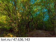 A dense deciduous forest with a high canopy. The sun's rays break through the dense greenery of the trees, creating a play of light and shadow. The tree trunks are covered with moss and bark, and in some places, winding branches and roots are visible. In the foreground is an earthen path strewn with dry leaves. The atmosphere of the forest is warm, slightly mystical, conveying a sense of solitude and deep nature. This could be the beginning of a tourist route, a nature reserve, or a wild forest tract. Стоковое фото, фотограф Анна Кривицкая / Фотобанк Лори