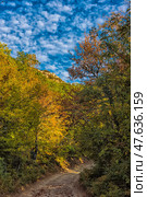 Autumn forest road in the Crimean mountains. A narrow dirt path leads through a colorful forest, painted in bright colors of autumn: green, yellow, orange and reddish leaves. Soft sunlight breaks through the treetops. In the distance, you can see the top of a cliff, and above it, the sky with picturesque clouds. An atmosphere of comfort, silence and unity with nature. Стоковое фото, фотограф Анна Кривицкая / Фотобанк Лори