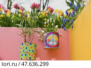 Lisse, Netherlands - April 17, 2019: Flowers tulips, daffodils, muscari, hyacinths in flower pots on the wall in a Keukenhof park. Стоковое фото, фотограф Irina Kuchugurina/Gaudy / Фотобанк Лори