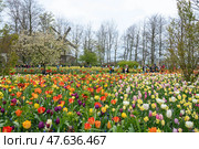 Lisse, Netherlands - April 17, 2019: Numerous people walk in a Keukenhof park near tulips field. Редакционное фото, фотограф Irina Kuchugurina/Gaudy / Фотобанк Лори