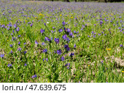 Poisonous plant (Echium plantagineum)grows on a spring day close-up. Стоковое фото, фотограф Татьяна Ляпи / Фотобанк Лори