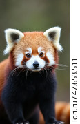 Red panda, close-up. Стоковое AI-изображение, AI-художник Sergey Grishin / Фотобанк Лори