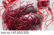 Anatomically correct human heart with venous system, realistic model. 3D illustration for medical applications, educational sites, websites. Стоковое AI-видео, аниматор ALLA YURTAYEVA / Фотобанк Лори