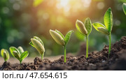 Sprout Growth. Seedling growing steps. Development Process. Saplings sprouting in the rich soil on a blurred green natural background, sunlight. Positive indicators business success concept. Planting. Стоковое AI-видео, аниматор Марина Демидюк / Фотобанк Лори