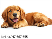 Happy golden retriever puppy lying down on a clean surface indoors. Счастливый щенок золотистого ретривера лежит на белом фоне. Стоковое AI-изображение, AI-художник Katsiaryna Repich / Фотобанк Лори
